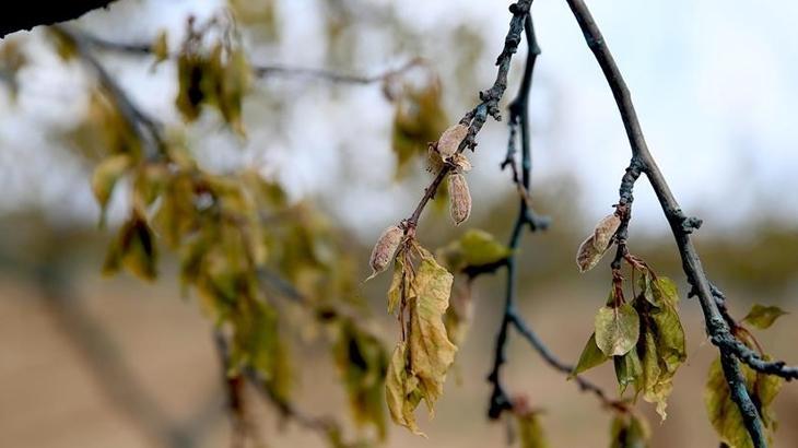 2025 Zirai Don Hasarı İçin Çiftçilere Verilecek Destek Ödemesi Hakkında Cumhurbaşkanı Kararı