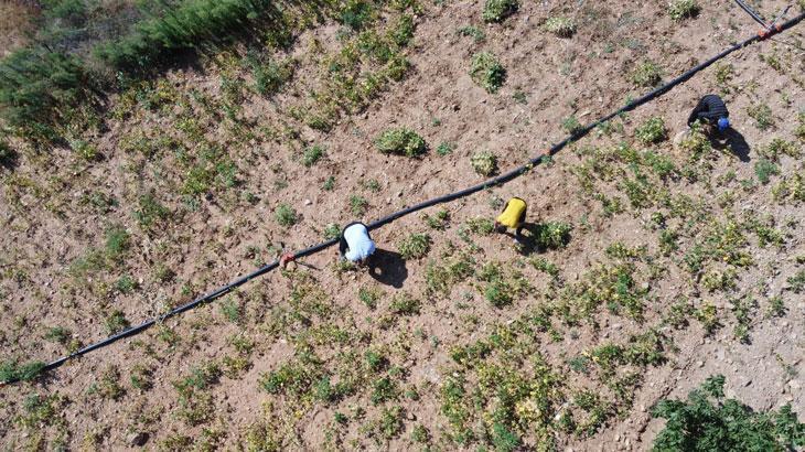 Adana’da Fasulye Üretimi: Yüksek Rakımlarda Lezzetin Hikayesi
