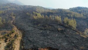 Akköprü ve Çevresinde Yaşanan Orman Yangını: 63 Saatlik Mücadele ve Sonuçlar