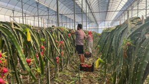 Alanya’da Tropikal Meyve Yetiştiriciliğinde Ejder Meyvesi ve Güvenlik Önlemleri