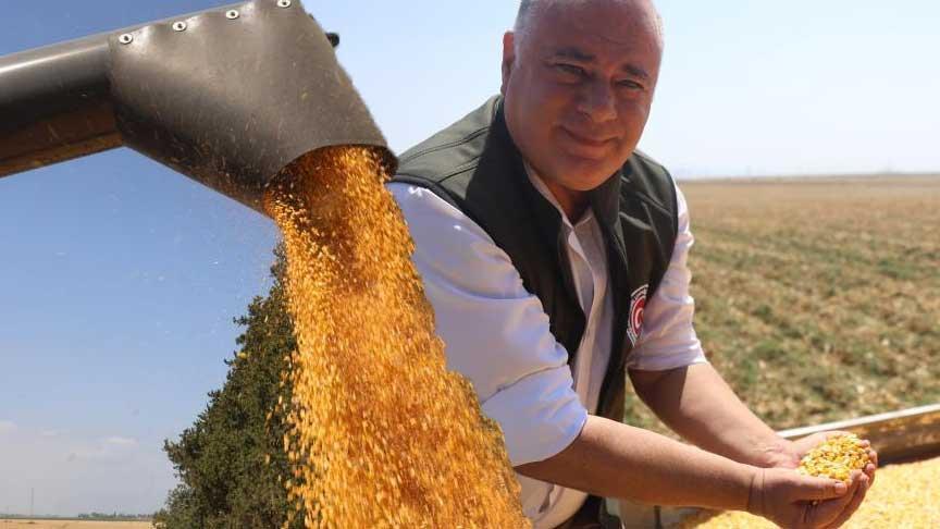 Amik Ovası’nda Kuraklık Darbe: Mısır Hasadı Düşen Verim ve Yeni Fiyatlar