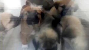 Ankara’da Köpekler Üzerine İstismar ve Cinayet Davası: Tutuklu Hekim Muhammet Duman’a Yeni İddianameler