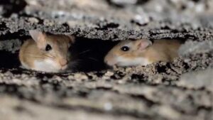 Arap Tavşanlarının Nesli ve Doğal Habitatlarının Korunması İçin Çalışan Doğa Fotoğrafçısının Gözünden