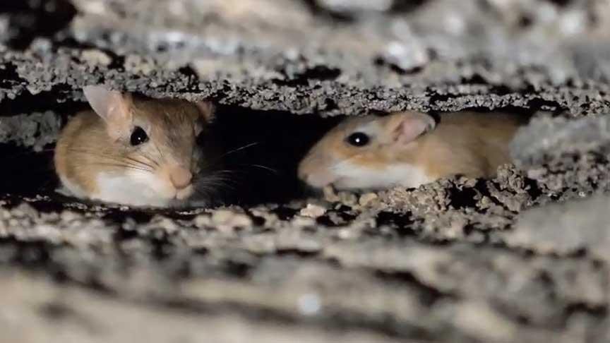 Arap Tavşanlarının Nesli ve Doğal Habitatlarının Korunması İçin Çalışan Doğa Fotoğrafçısının Gözünden
