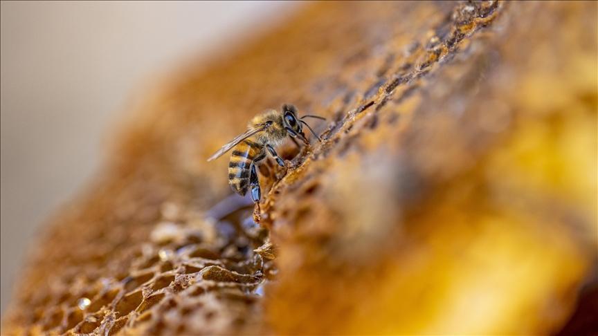 Arıcılık Destekleri ve Sektörel Gelişmeler: TAB Başkanı Şahin’in Değerlendirmesi