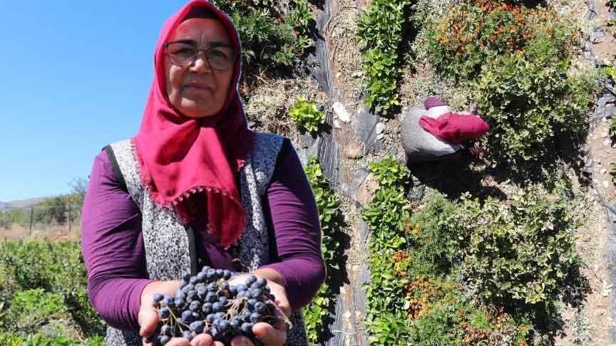 Aronya Bahçesiyle Kalbe Dokunan Usta Bahçeci: Güllü Güller’in Hikayesi