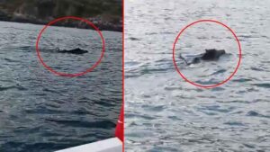 Ayder Yaylası’nda Selin Hasarı ve Oksijen Mücadelesi Veren Binlerce Balık