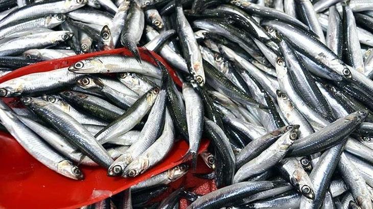 Belçika Başta Olmak Üzere Avrupa Pazarı İçin Hamsi İhracatı Artışında Yeni Dönem