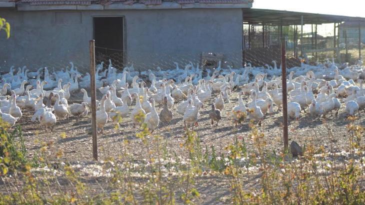 Boğazlıyan’da Kaz Yetiştiriciliğinde Yeni Ufuklar: Koray Altıntaş’ın 800’lü Hayvan Serüveni