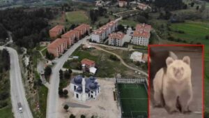 Bursa’da Ayı ve Yavruları: Güvenlik Uyarıları ve Uludağ Milli Parkı’nda Karşılaşma