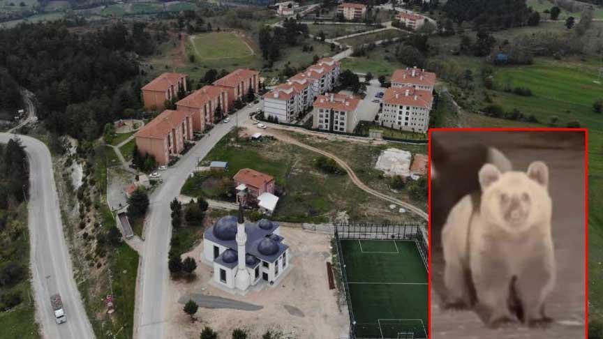 Bursa’da Ayı ve Yavruları: Güvenlik Uyarıları ve Uludağ Milli Parkı’nda Karşılaşma