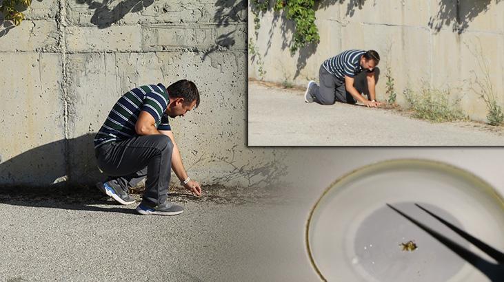 Çankırı’da Kara Yosunu Türüyle İlgili Yeni Bir Kayıt ve Yayılış Analizi