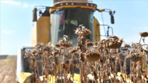 Ceylanpınar Tarım İşletmesi’nde Hasat ve Hayvancılık Faaliyetleri Detaylandırıldı