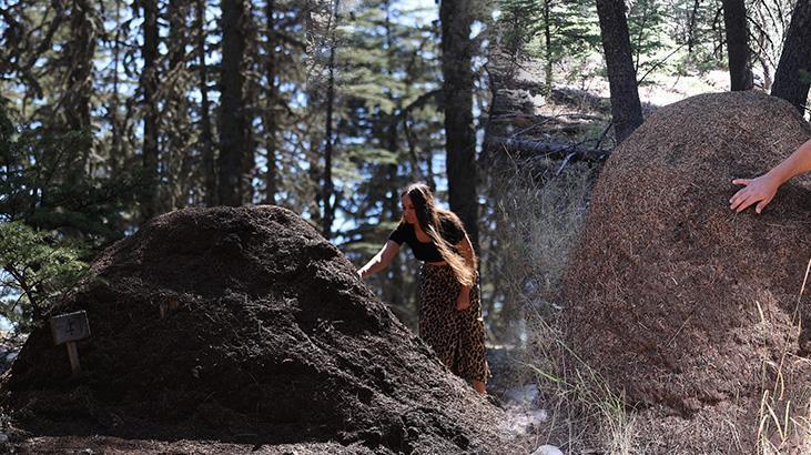 Çığlıkara: Sedirin Koruyucuları ve Bölgenin Biyolojik Müzakere Noktası