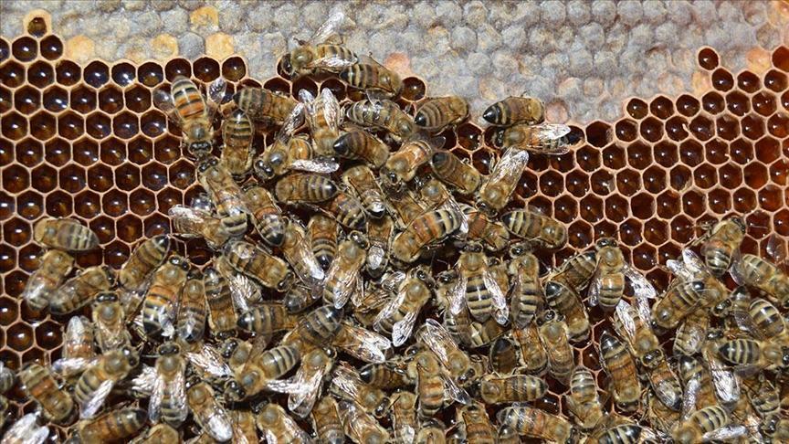 Çıkılgan Köyü ve Aşağı Çıkılgan: Bal Üreten Köy Fabrikasının Hikayesi