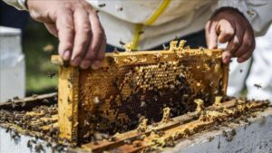 Doğu Karadeniz Bal İhracatında İlk Sekizde 340 Tonluk Gösterge ve 1,4 Milyon Doların Üstünde Gelir