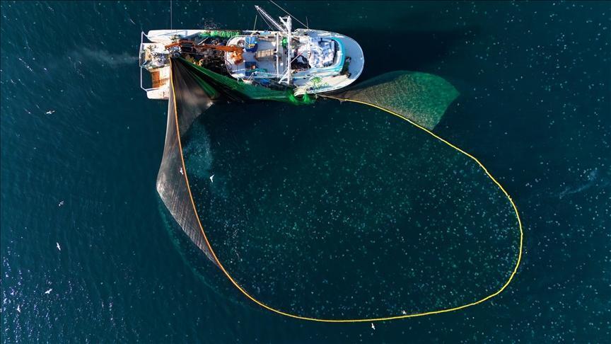 Doğu Karadeniz Su Ürünleri İhracatında 8 Ayda Dikkat Çeken Başarı: 27 Ülkeye 20 Bin Tonun Üstünde Sevkiyat