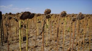 Edirne Ayçiçeği Tarlalarında Kuraklık Zorlayıcı: Verimler Ortalama Altında