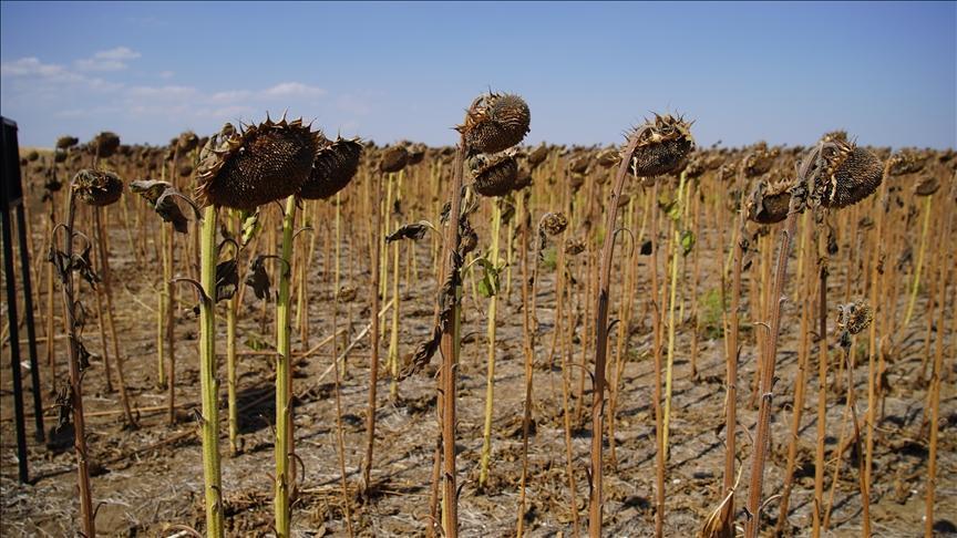 Edirne Ayçiçeği Tarlalarında Kuraklık Zorlayıcı: Verimler Ortalama Altında