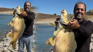 Elazığ Keban Barajı’nda Dev Sazan: Balıkçı Engin’in 21 Kiloluk Başarısı ve Onur Ulaş Demir’in Aylık Gelir Hikayesi