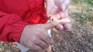 Ertan Kan’ın fındık bahçesinde ayıyla karşılaşması ve yaralanması