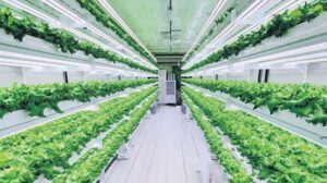 Geleceğin Tarımı: Dikey Tarım ve Kaynak Verimliliği Üzerine Yeni Ufuklar