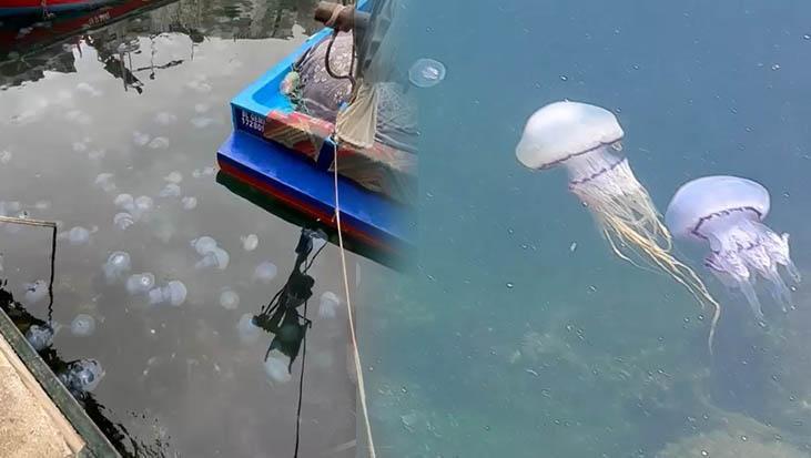 Gemlik Körfezi’nde Denizanaları ve Müsilaj: Kirlilik Yükü Hâlâ Azalmadı