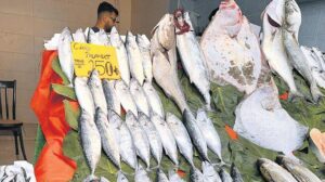 Gürpınar Balık Hali Sezonu Açılışı: Palamut ve Hamsi Fiyatlarında İlk İzlenimler