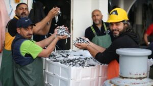 Hamsi Bereketi: Karadeniz’de Balıkçıların Sevinci ve Piyasa Yansıması