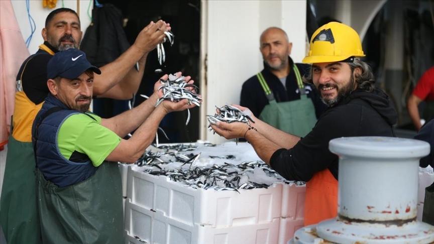 Hamsi Bereketi: Karadeniz’de Balıkçıların Sevinci ve Piyasa Yansıması