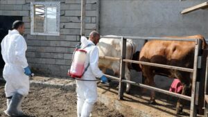 Iğdır’da Şap Hastalığıyla Mücadelede Aşı Oranı Yüzde 85’e Ulaştı