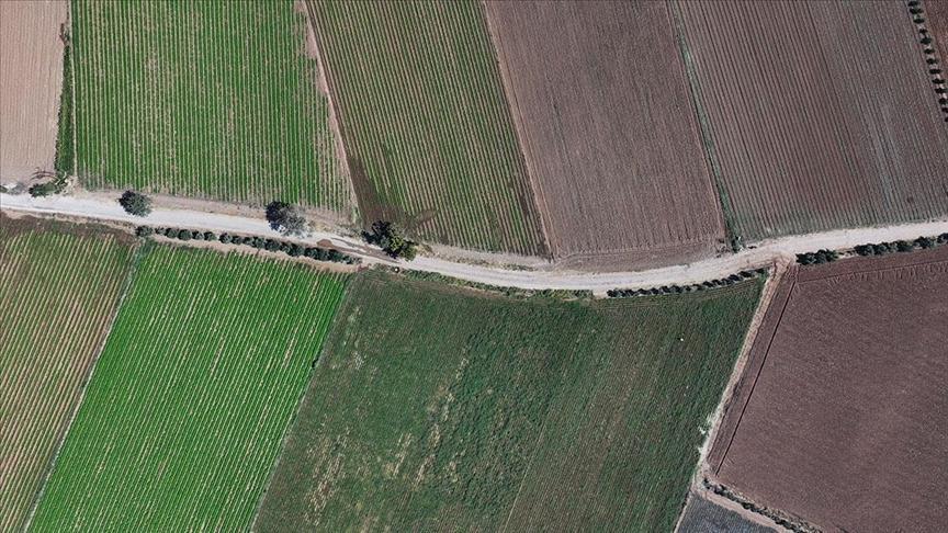 İzmir’in Kışlık Sebze Üretim Devrimi: Yerli Fide Desteği ve Raf Ömrünün Uzatılması