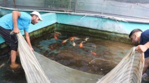 Kahraman Gündüz: Süs Balığı Üretiminde Türkiye’nin Hedefi Büyümek