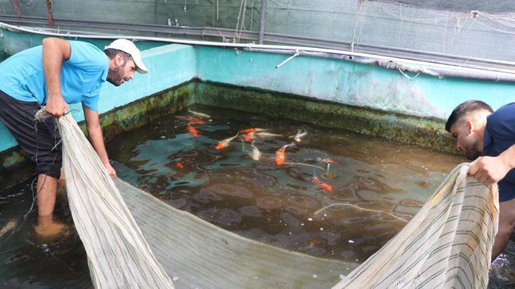 Kahraman Gündüz: Süs Balığı Üretiminde Türkiye’nin Hedefi Büyümek
