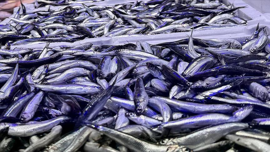 Karadeniz Hamsi Bereketi: Sezon Başladı, Tezgahlar Şenleniyor