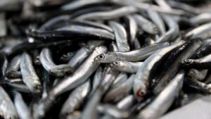 Karadeniz ve Ege’de Balıkçılık Sezonu ve İklim Etkileri: Özet ve Beklentiler