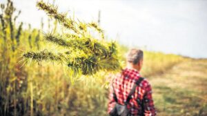 Kenevir Yetiştiriciliği İçin Üretim Süreci ve İzlenecek Prosedürler