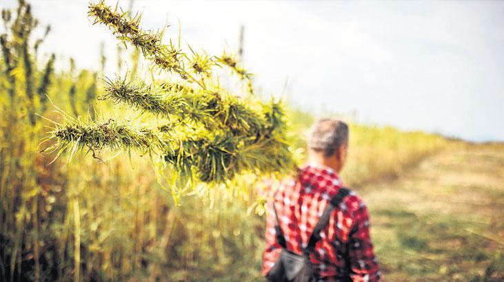 Kenevir Yetiştiriciliği İçin Üretim Süreci ve İzlenecek Prosedürler