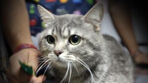 Köpeğimiz Kedi Mi? Zehirlenmeden Sağlığına Kavuşan Sokak Gütçesi İçin Sahiplendirme Hazırlıkları