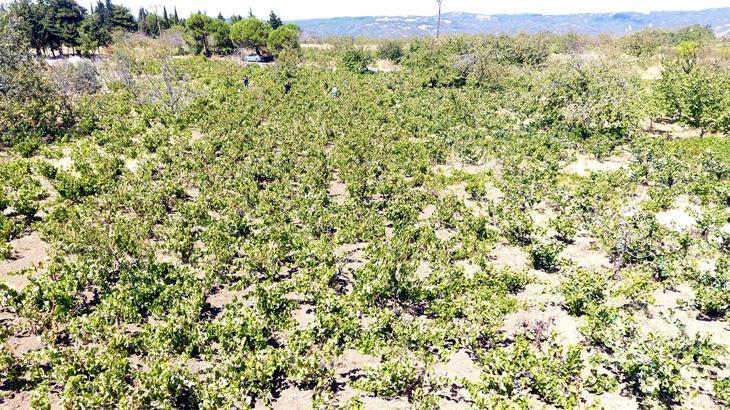 Kuraklığın Vurduğu Şarköy Bağları: Rekolte ve Kalite Düşüşiyle Gelen Zorluklar