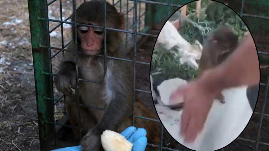 Maymun Besleyen Çiftçinin Soruşturması ve Rehabilitasyon Süreci