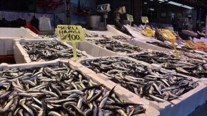 Moloz Balık Tezgahlarında Hamsi ve Çeşitli Balık Türleri Hızla Satışa Sunuldu