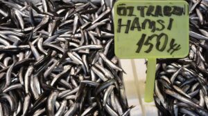 Moloz Balık Tezgahlarında Sezon: Güncel Fiyatlar ve Çeşitler