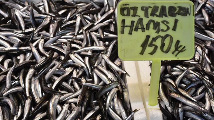 Moloz Balık Tezgahlarında Sezon: Güncel Fiyatlar ve Çeşitler