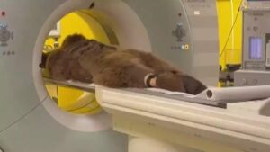 Okan Ayısı: Tomografi Sonuçları Temiz, Meyve Tüketimi ve Rehabilitasyon Süreci Detayları