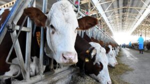 SAT-1 Şap Serotipiyle Mücadelede Yeni Aşılama Seferberliği ve Pazar Açılışları