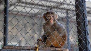 Şeker: Tarsus Doğa Parkı’nda Yeni Güvenli Evinde Karantina Altında