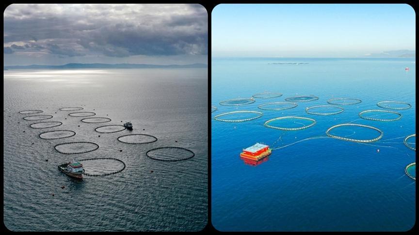 Sektör Bilançoları 2024: Tarım, Ormancılık ve Balıkçılıkta Firma ve Faaliyet Görünümü