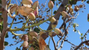 Siirt Fıstığında Kuraklık ve Verim Düşüşünün Detayları