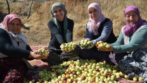 Söğütçük Mahallesi Hünnap Üretiminde Damlama Sulama ve Geleneksel Hasat Ritüeli